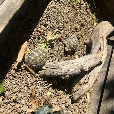 La Piccola Fattoria Nella Campagna Umbra Apartamento Badiola (Perugia)