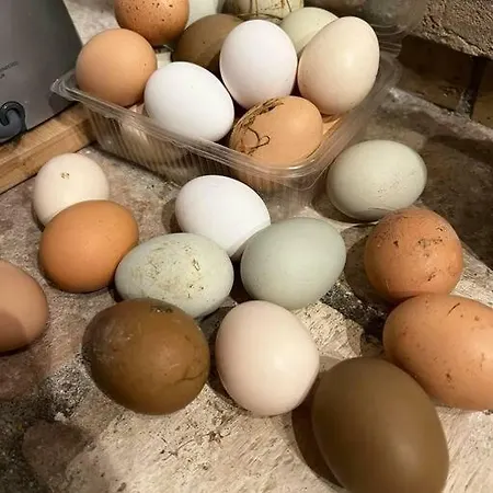 La Piccola Fattoria Nella Campagna Umbra